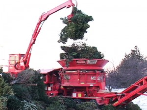 Grinding Christmas trees into mulch