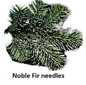 Noble Fir needles