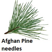 Afghan Pine needles