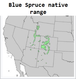 Blue Spruce range map