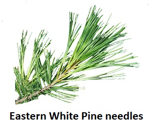 Eastern White Pine needles