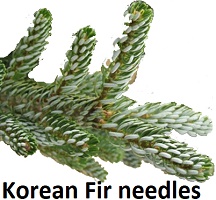 Korean Fir needles