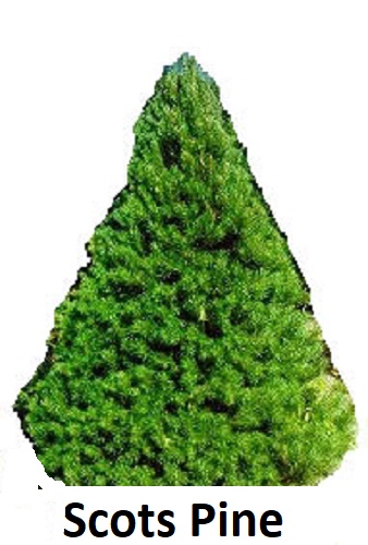 Scots Pine or Scotch Pine