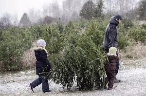 Wester Auchentroig - Christmas trees