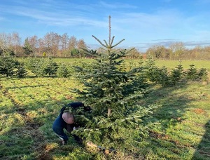 Staveley Christmas Trees