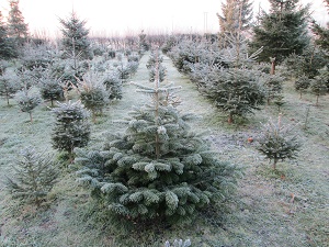 Bridgnorth Christmas Trees