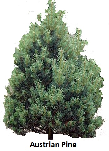 Austrain Pine