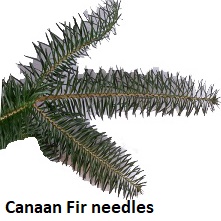 Canaan Fir needles