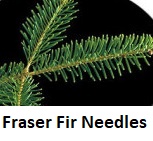 Fraser Fir Needles