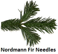 Nordmann Fir needles