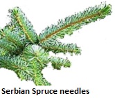 Serbian Spruce nedles