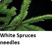 White Spruce needles