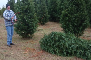 Choose and Cut Christmas Tree Farms